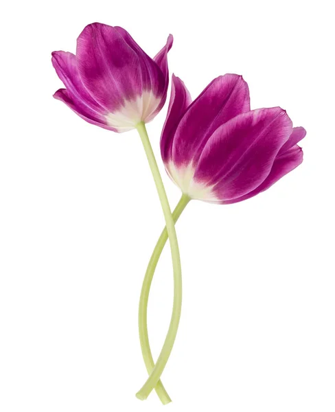 Duas Flores Tulipa Lilás Isoladas Fundo Branco — Fotografia de Stock
