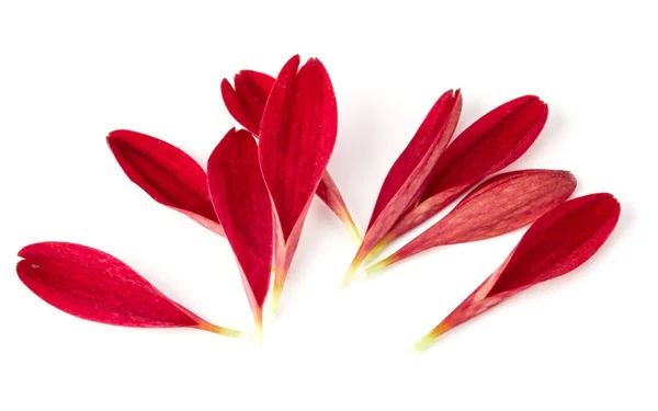 Rode Chrysant Bloemblaadjes Witte Achtergrond — Stockfoto