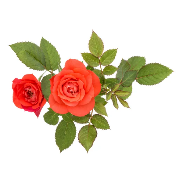 Oranje Roze Bloemen Met Groene Bladeren Geïsoleerd Witte Achtergrond — Stockfoto