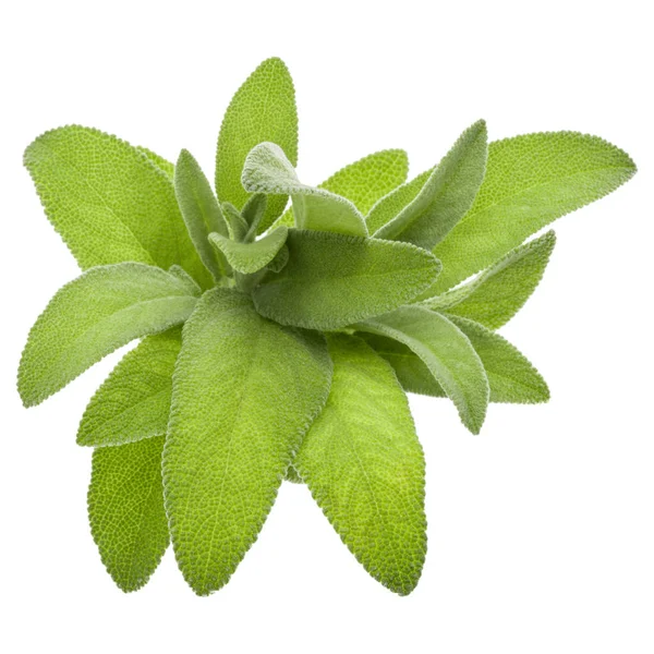 Hojas Salvia Aisladas Sobre Fondo Blanco — Foto de Stock