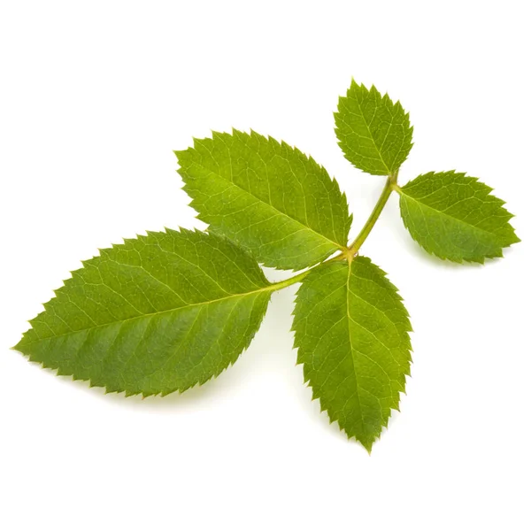 Green Rose Leaf Isolated White Background — Stock Photo, Image