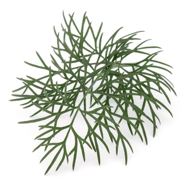 Close Fresh Green Dill Leaves Isolated White Background — Stock Photo, Image