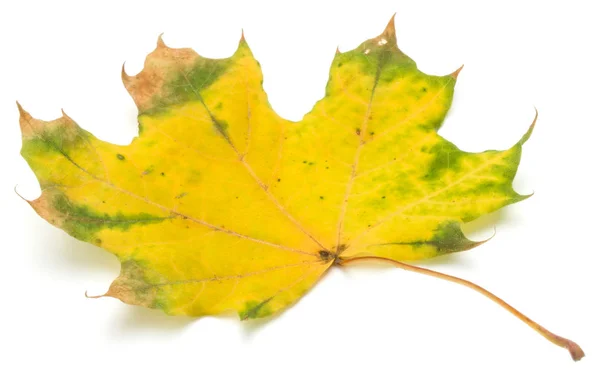 Kolorowe Jesień Klon Liść Białym Tle — Zdjęcie stockowe