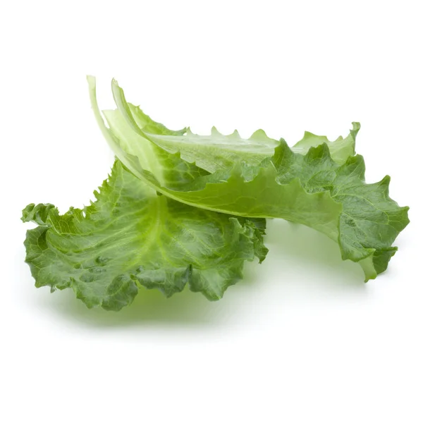 Verse Groene Andijvie Salade Bladeren Geïsoleerd Witte Achtergrond — Stockfoto