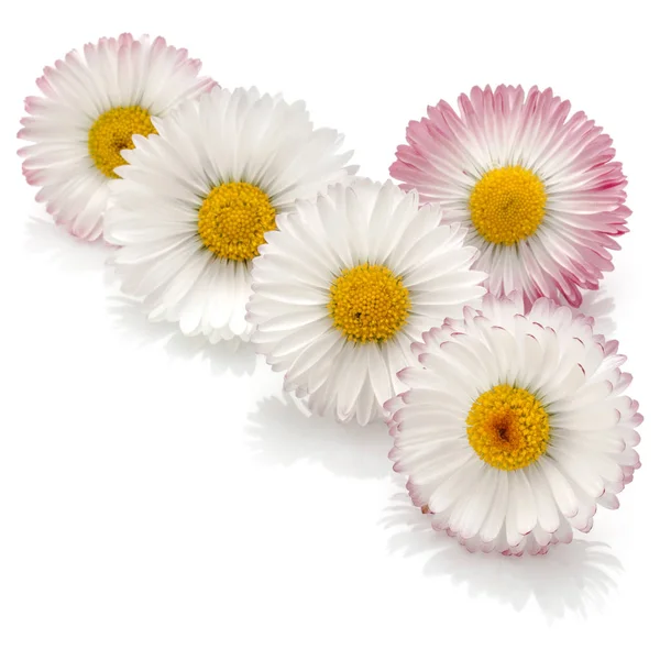 Stokrotka Kwiaty Izolowane Białym Tle — Zdjęcie stockowe