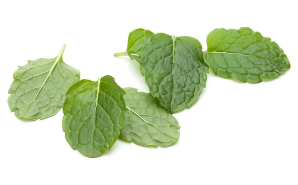 Herbe Menthe Poivrée Isolée Sur Fond Blanc — Photo