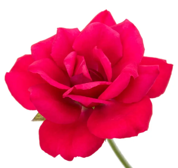 Una Rosa Roja Cabeza Flor Aislada Sobre Fondo Blanco —  Fotos de Stock