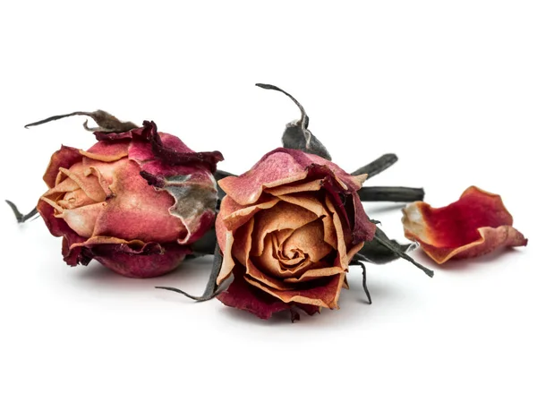 Αποξηραμένα Λουλούδια Τριαντάφυλλο Που Απομονώνονται Λευκό Φόντο — Φωτογραφία Αρχείου