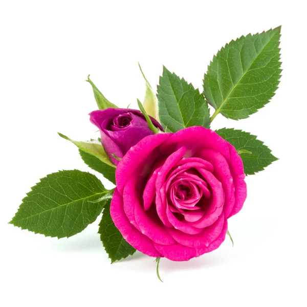 Rose Rose Fleurs Isolées Sur Fond Blanc — Photo