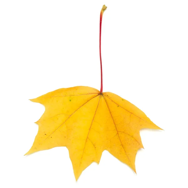 Цветной Осенний Кленовый Лист Изолированный Белом — стоковое фото