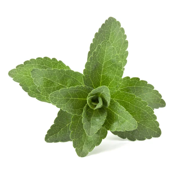 Stevia Folhas Isoladas Fundo Branco — Fotografia de Stock