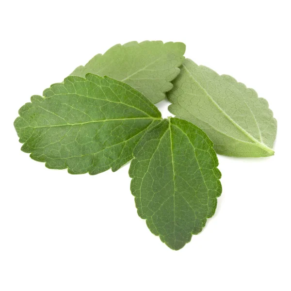 Stevia Üzerinde Izole Beyaz Arka Plan Bırakır — Stok fotoğraf