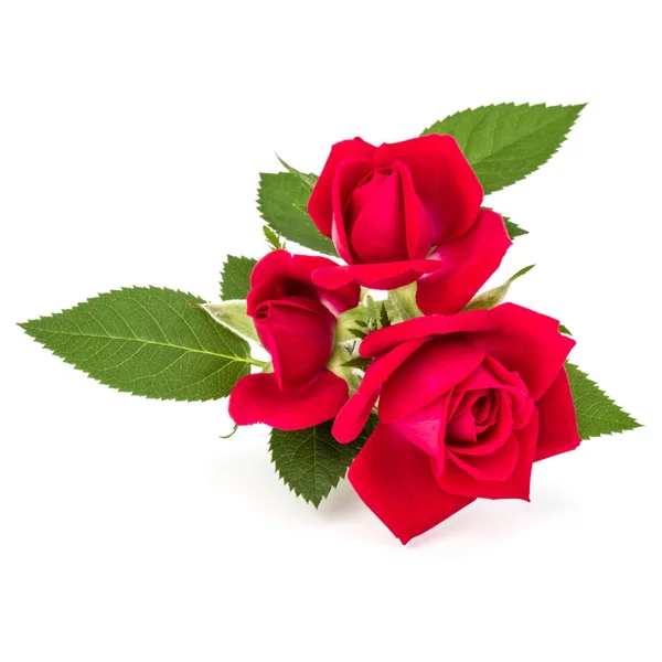 Fleurs Roses Rouges Isolées Sur Fond Blanc — Photo