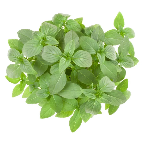 Sweet Basil Leaves Isolated White Background — Stock Photo, Image