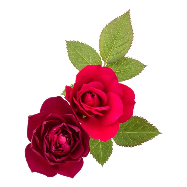 Due Fiori Rosa Rossa Con Foglie Sfondo Bianco — Foto Stock