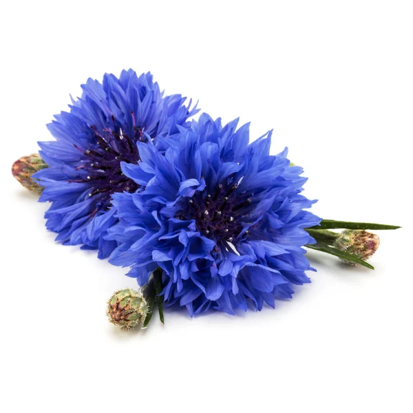 Blauwe Korenbloemen Witte Achtergrond — Stockfoto