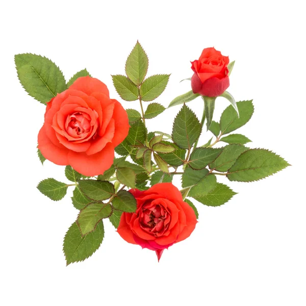 Букет Цветов Оранжевой Розы Зелеными Листьями Белом Фоне — стоковое фото