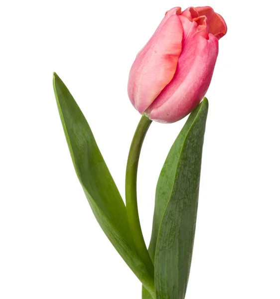 Een Roze Tulip Bloem Geïsoleerd Witte Achtergrond — Stockfoto