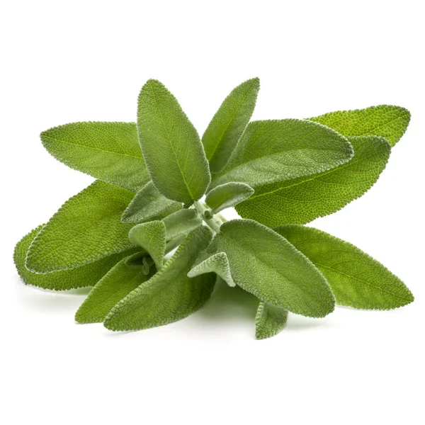 Hojas Salvia Aisladas Sobre Fondo Blanco — Foto de Stock