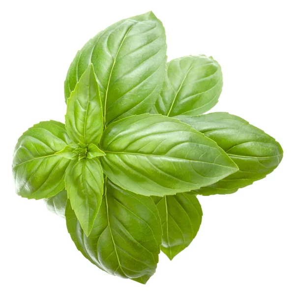 Fresh Sweet Basil Bouquet Isolated White Background — Stock Photo, Image