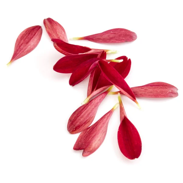 Röda Krysantemum Blomma Kronblad Vit Bakgrund — Stockfoto