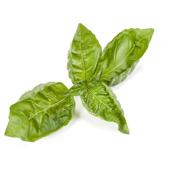 Sweet Basil Herb Leaves Isolated White Background — Stock Photo, Image