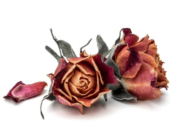 Сушеная Голова Цветок Розы Изолированы Белом Фоне — стоковое фото