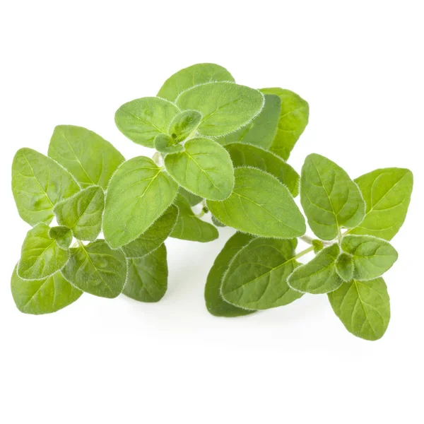 Oregano Marjoram Leaves Isolated White Background — Stock Photo, Image