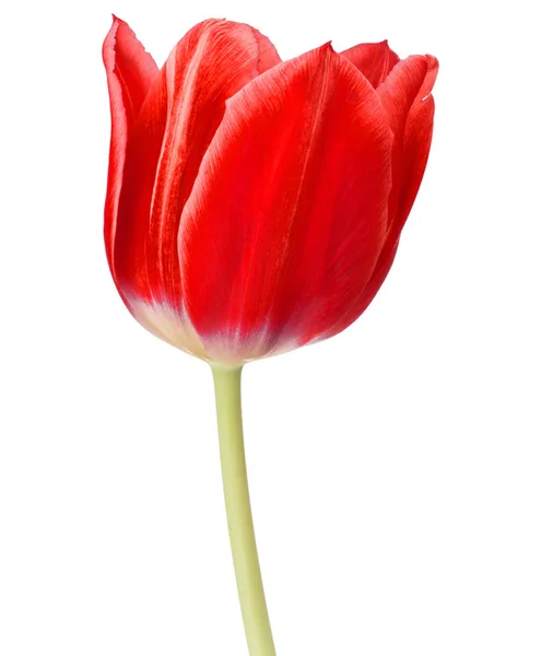 Tulipán Rojo Cabeza Flor Aislada Sobre Fondo Blanco —  Fotos de Stock