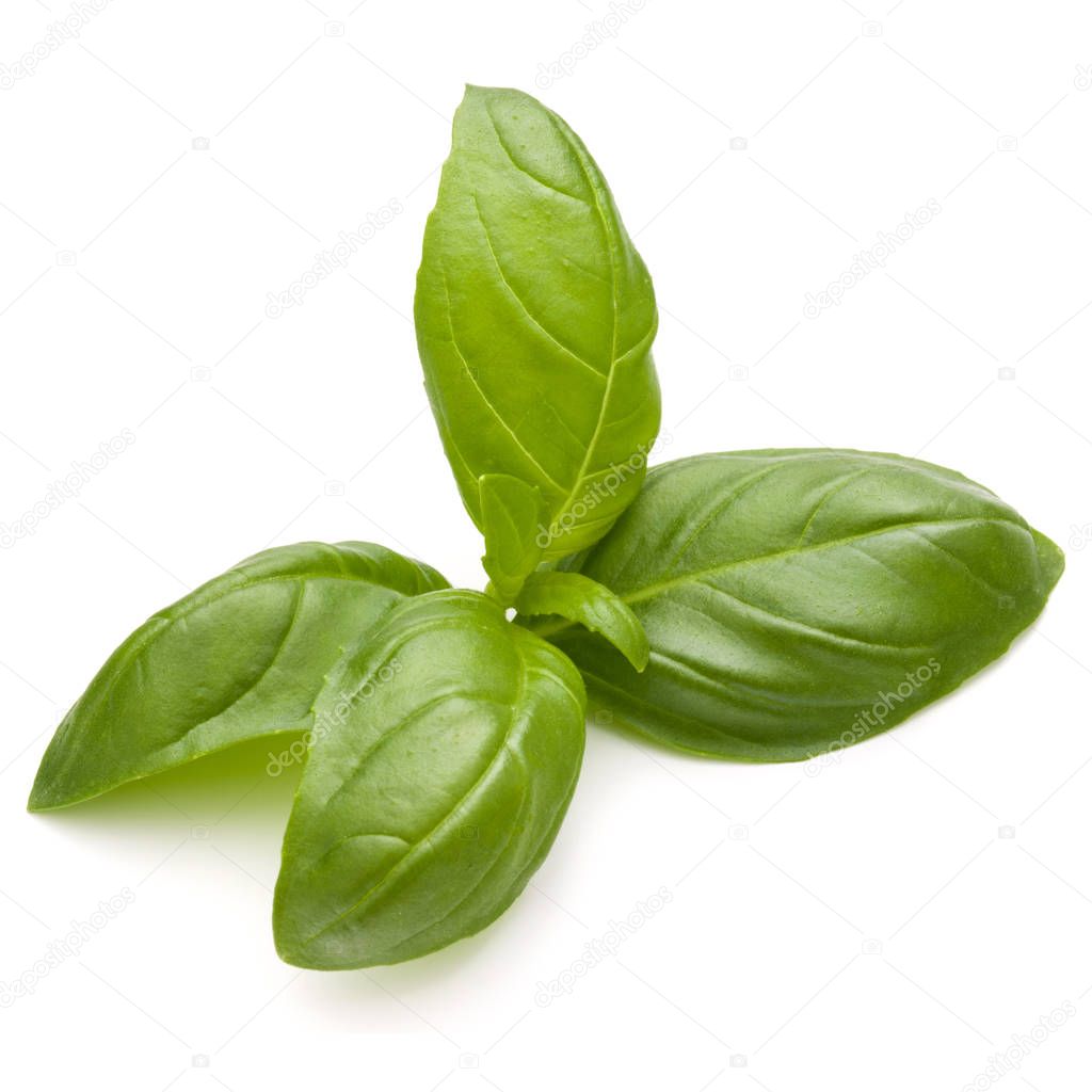 Sweet basil herb leaves isolated on white background