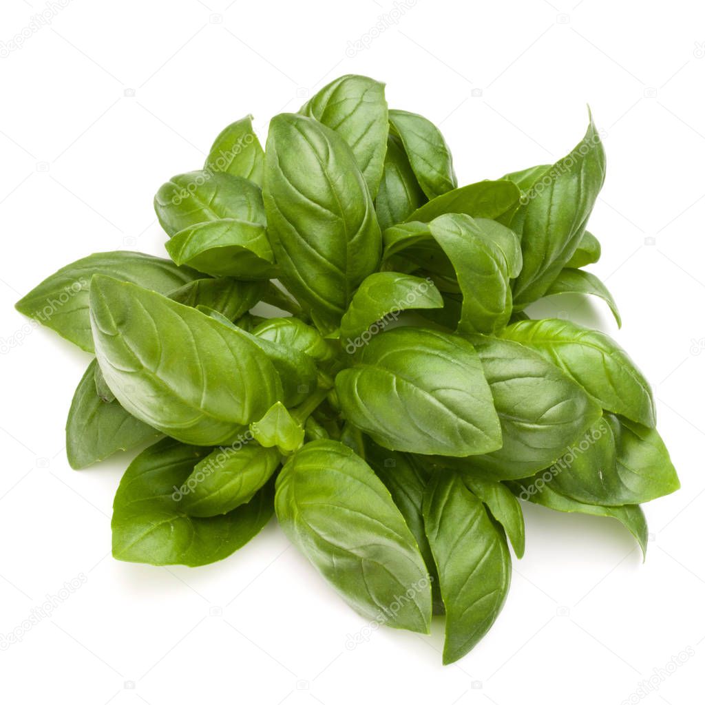 Sweet basil herb leaves isolated on white background