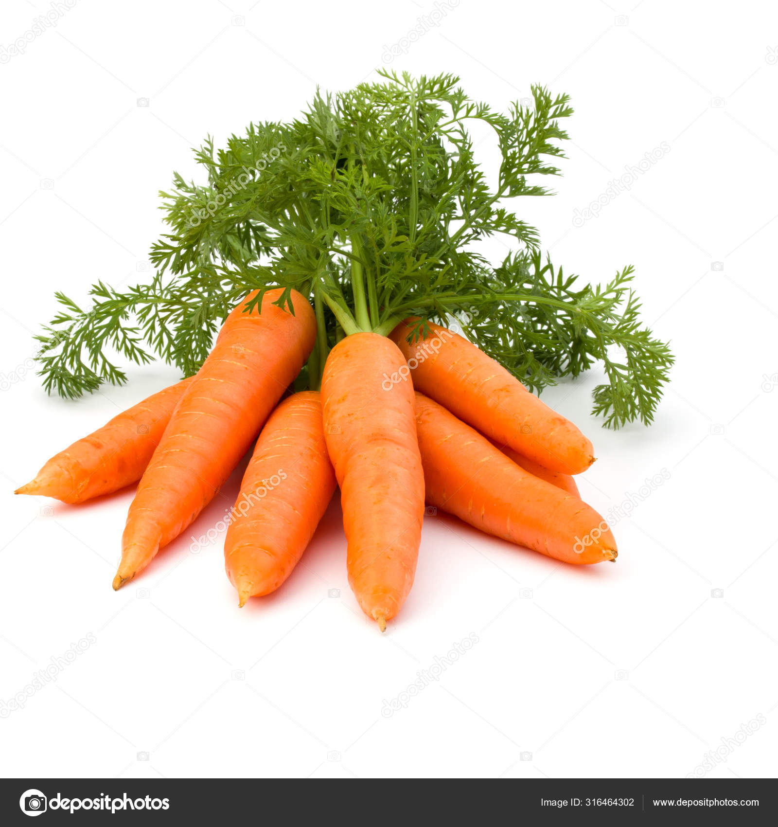 Маленькая Морковка Купить