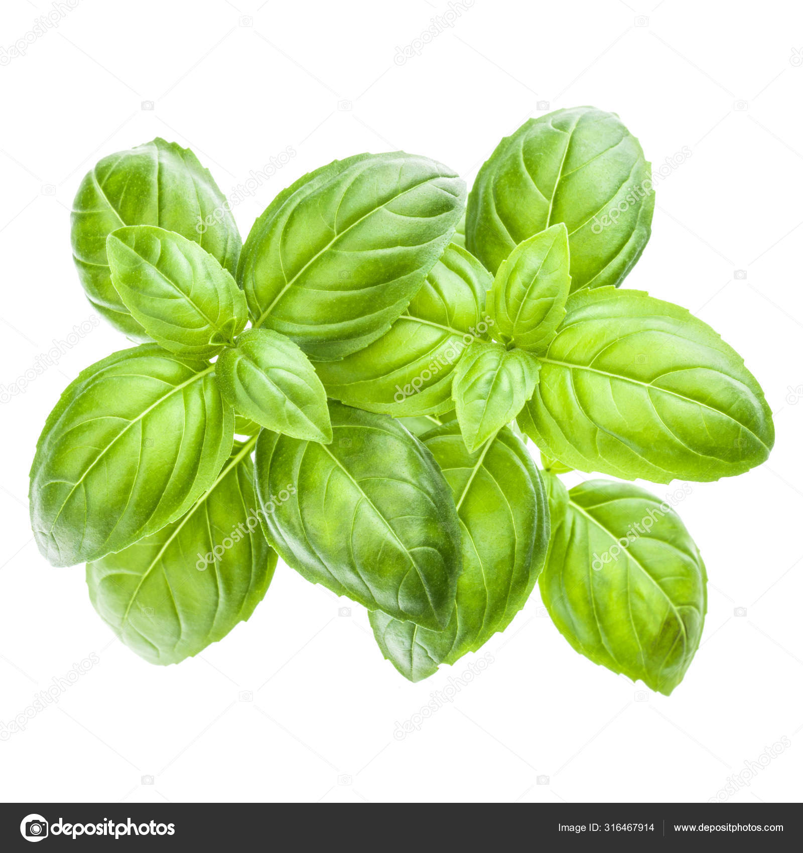 バジル写真素材 ロイヤリティフリーバジル画像 Depositphotos