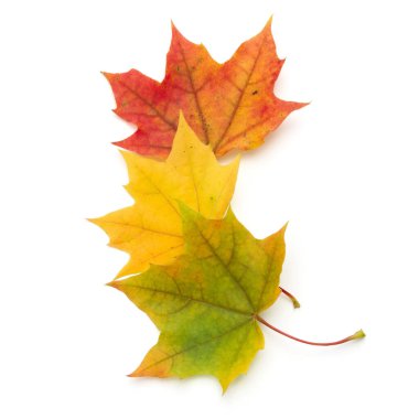 Beyaz arkaplanda izole edilmiş renkli sonbahar akçaağaç yaprağı 