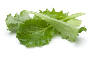 Taze yeşil hindiba salatası yaprak izole o stüdyo atış kapatın