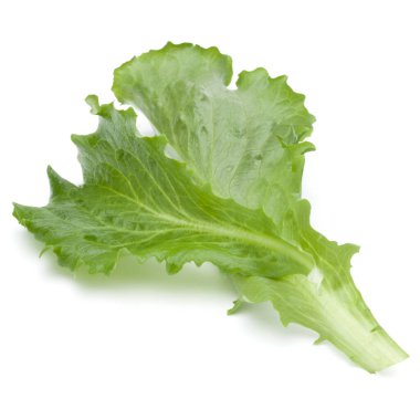 Taze yeşil hindiba salatası yaprak izole o stüdyo atış kapatın