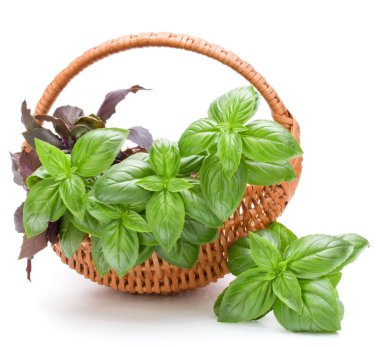 Fesleğen bitki yaprakları grup üzerinde beyaz izole hasır sepet içinde