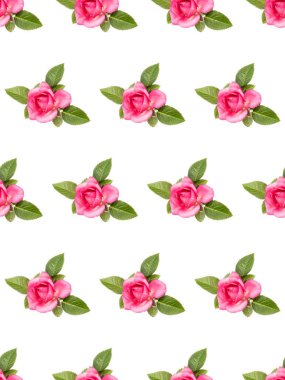 beyaz arka plan cu izole yaprakları ile bir pembe gül çiçeği