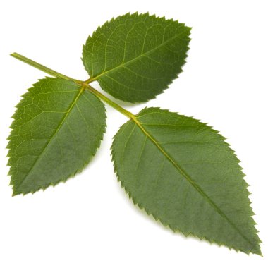 Beyaz arkaplanda yeşil gül yaprağı izole edildi 