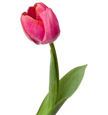 Beyaz arka plan üzerinde izole bir Pembe Lale çiçek