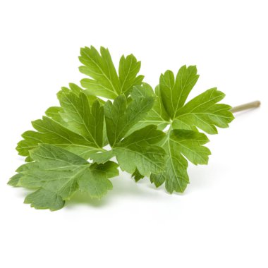 Beyaz arka planda taze maydanoz yaprakları