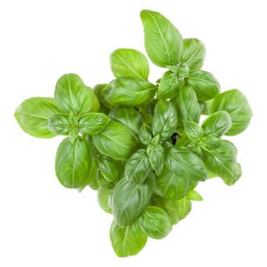 Beyaz arka plan üzerinde izole taze tatlı Cenevizli fesleğen buket 