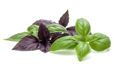 Taze yeşil Studio atış kapatın ve mi kırmızı fesleğen bitki yaprakları