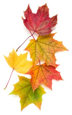Beyaz arkaplanda izole edilmiş renkli sonbahar akçaağaç yaprağı 