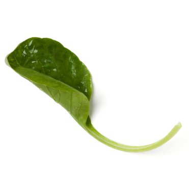 Ispanak yaprağı beyaz arka plan üzerinde izole. Üst görünüm, düz yatıyordu.