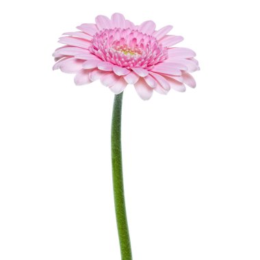 Beyaz ba izole uzun saplı dikey pembe gerbera çiçek