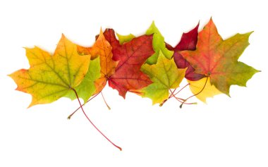 Beyaz arkaplanda izole edilmiş renkli sonbahar akçaağaç yaprağı 