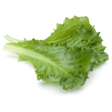 Taze yeşil hindiba salatası yaprak izole o stüdyo atış kapatın