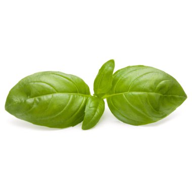 Beyaz arka plan closeup izole fesleğen bitki yaprakları 