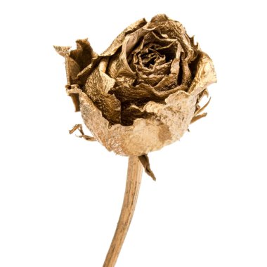 Bir altın beyaz arka plan kesim izole gül. Altın kurutulmuş 